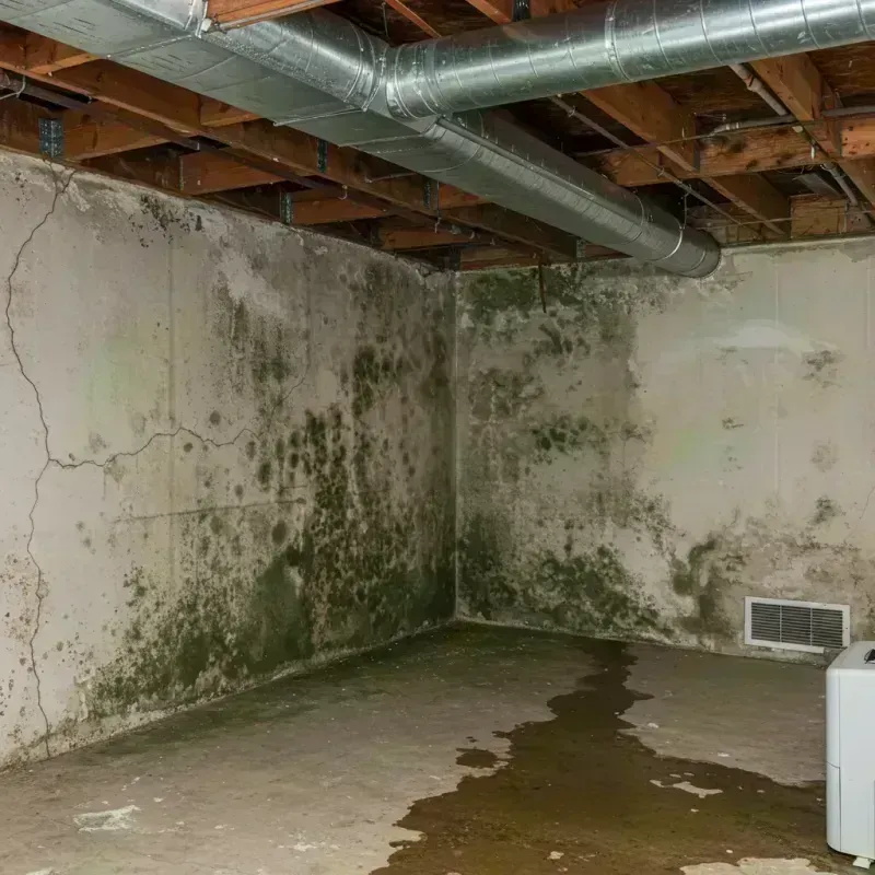 Professional Mold Removal in Marmet, WV